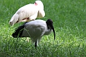 Hellig Ibis